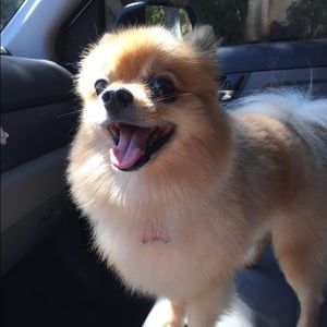 Meet your Posher, Annie